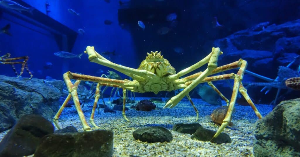 uno degli animali oceanici più sorprendenti è il granchio ragno giapponese che può far ricrescere le proprie gambe