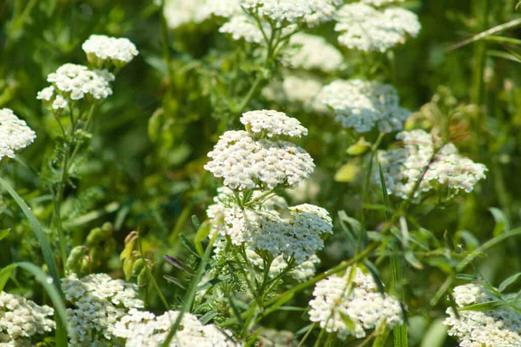 Achillea comune multipla in primo piano in fiore con messa a fuoco selettiva