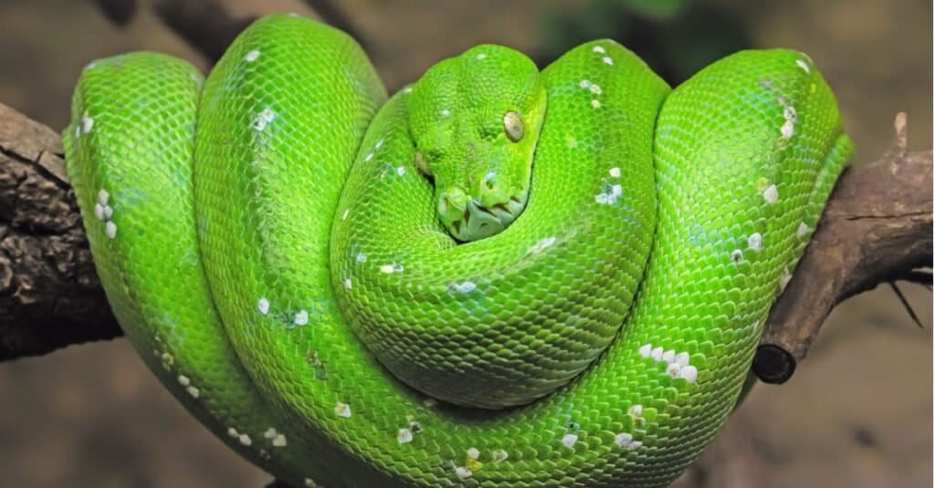 A $ 445.800 questo è il serpente più costoso del mondo!
