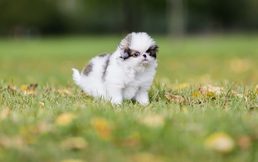 mento giapponese cucciolo in un parco