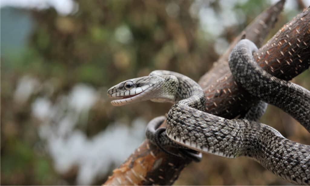 Il serpente di ratto giapponese è noto per arrampicarsi in alto sugli alberi e portare gli uccellini fuori dai loro nidi.