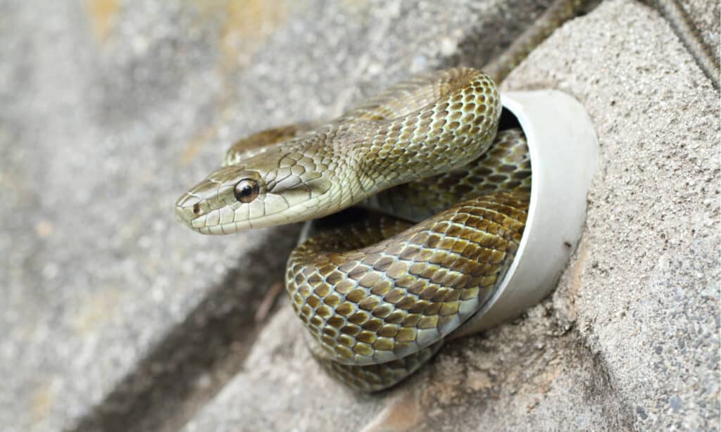Un serpente di ratto giapponese in una pipa.  Al di fuori di Okinawa è conosciuto come il più grande serpente giapponese.