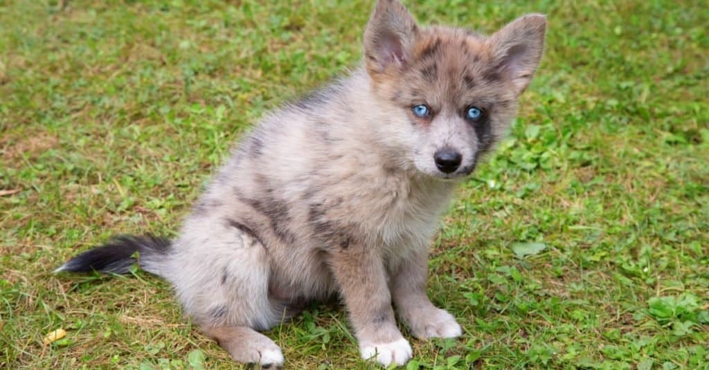 Pomskij contro Husky