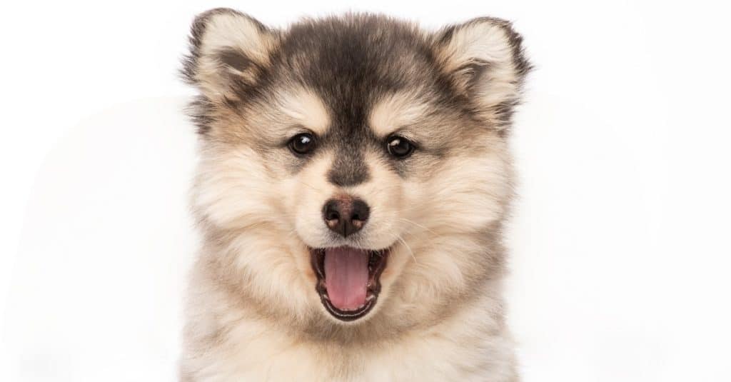 Pomsky su sfondo bianco