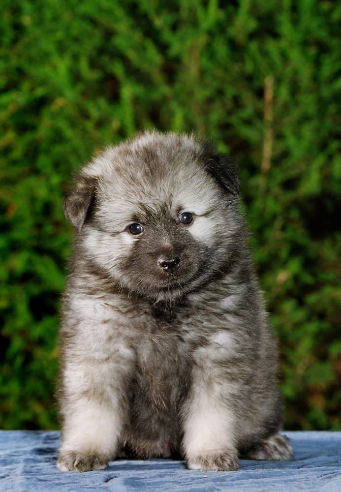 Cucciolo di Keeshond