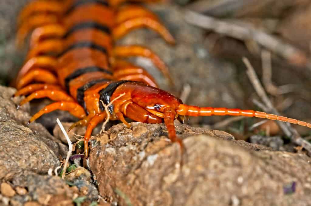 I millepiedi sono velenosi o pericolosi - Millepiedi tigre