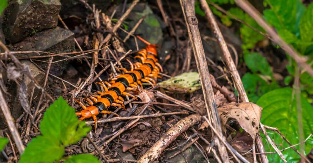 I millepiedi più grandi del mondo: il millepiedi tigre indiano