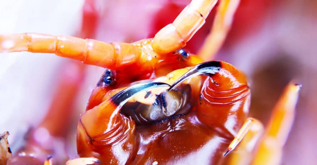 I 10 millepiedi più grandi del mondo: ingrandisci la faccia del millepiedi