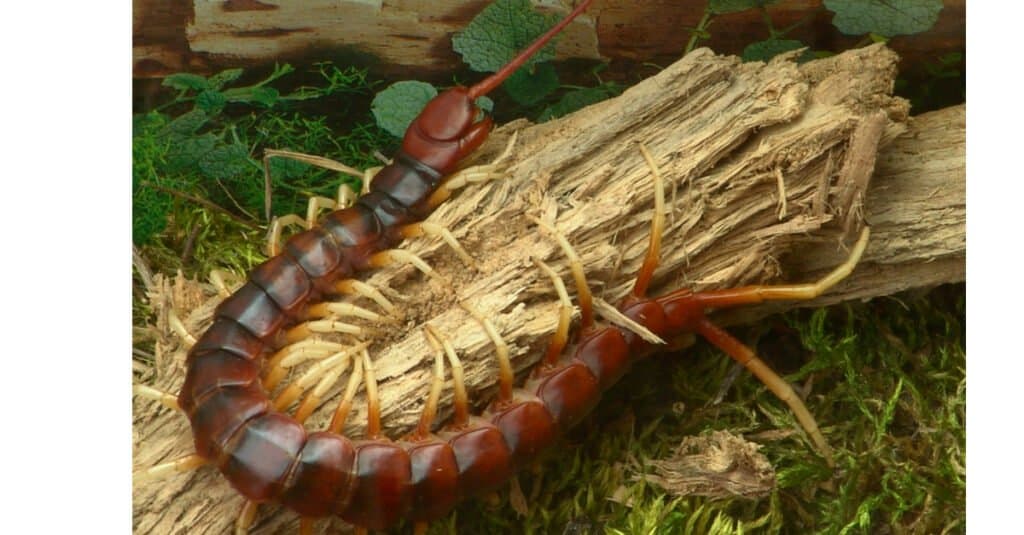 Centopiedi più grandi - Centopiedi gigante peruviano dalla gamba gialla 
