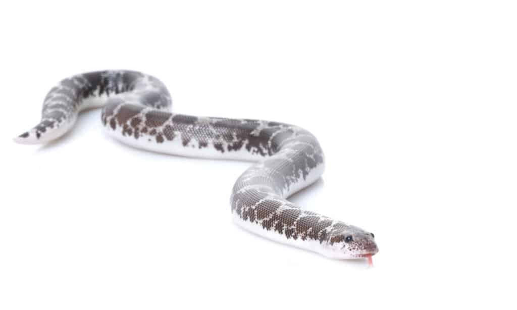 serpenti più carini del mondo