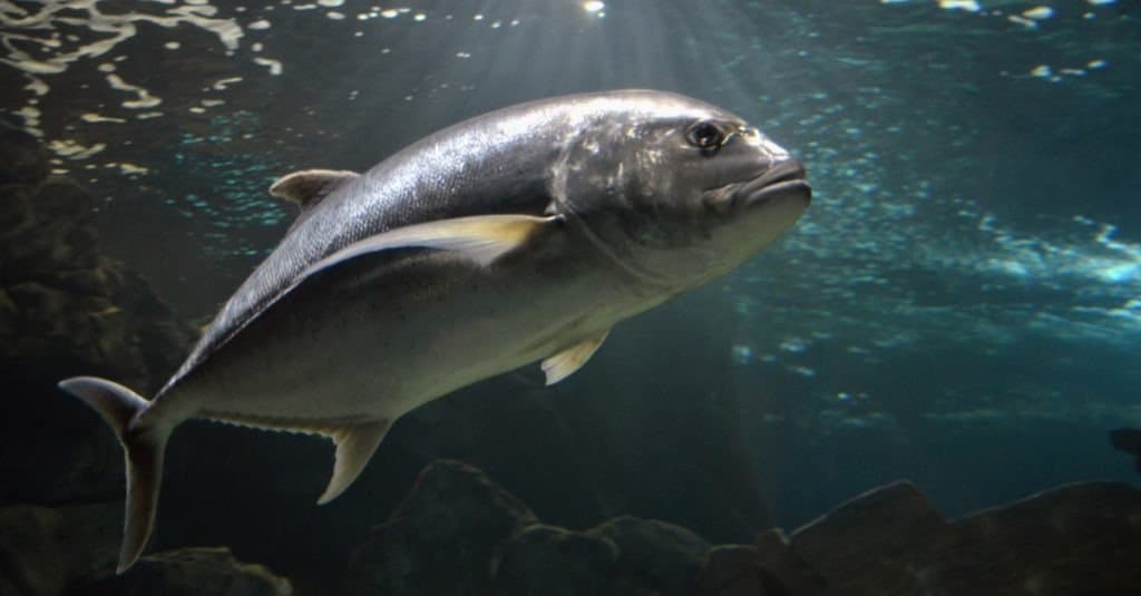 Tonno rosso dell'Atlantico sott'acqua (Thunnus thynnus).