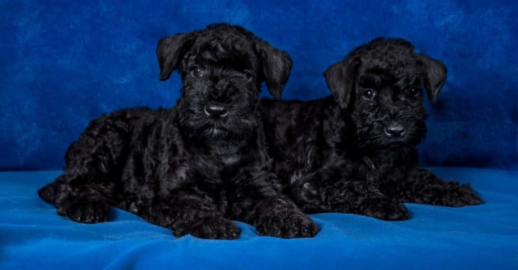 un paio di Kerry Blue Terrier