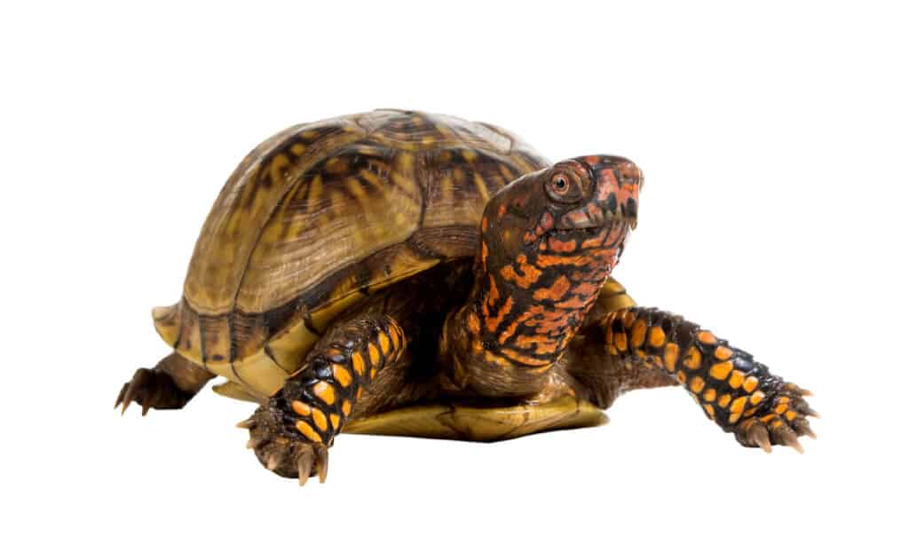 Tartaruga a scatola con tre dita (Terrapene triunguis)