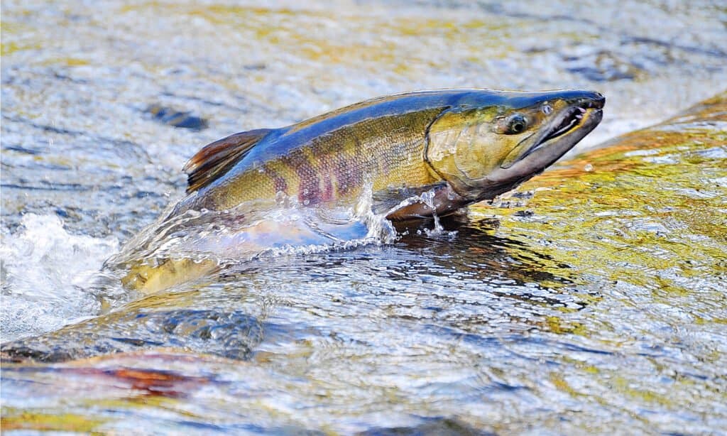 testa di salmone keta che spunta fuori dall'acqua