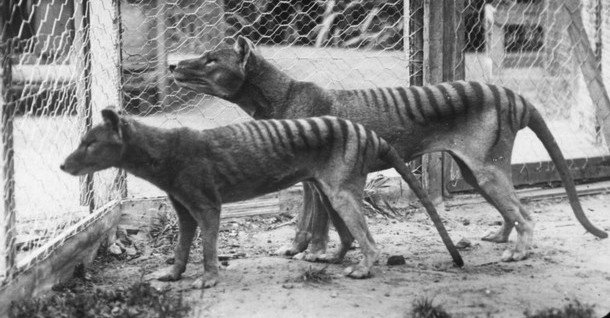 La tigre della Tasmania, o tilacino, (giovane in primo piano) si accoppia nello zoo di Hobart.