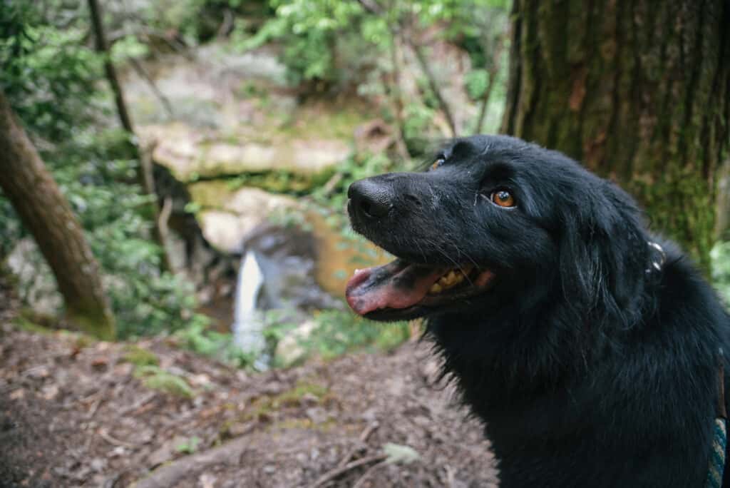 Escursioni con un cane.