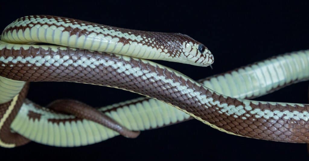serpente del re california verde e marrone