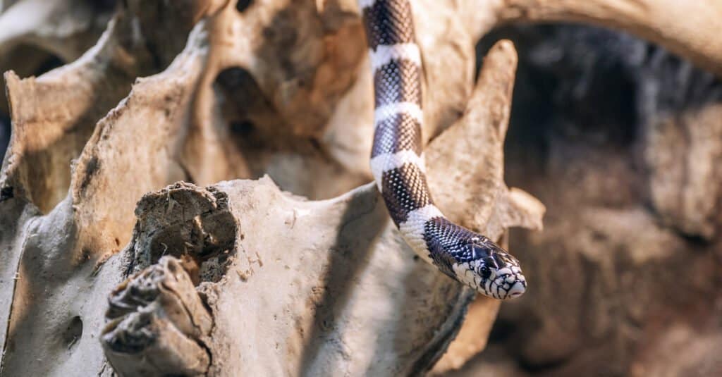 California King Snake su un ramo