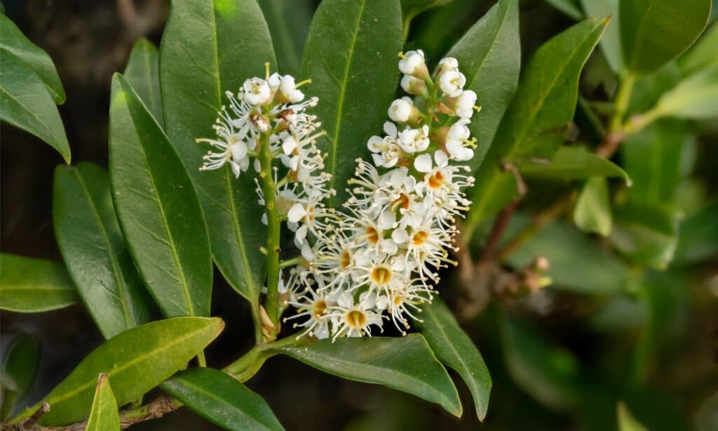 primo piano fiori di alloro ciliegia