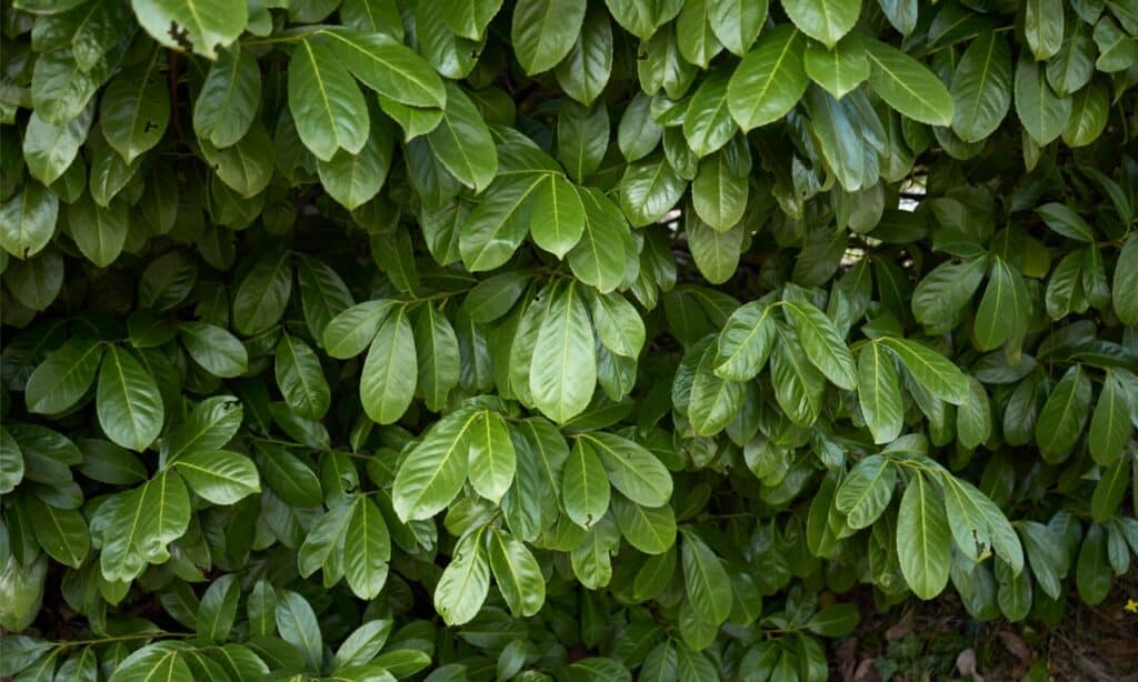 primo piano delle foglie di alloro ciliegia