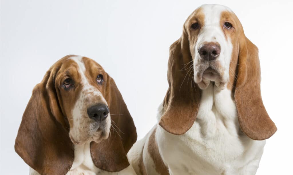 2 basset hound contro uno sfondo bianco
