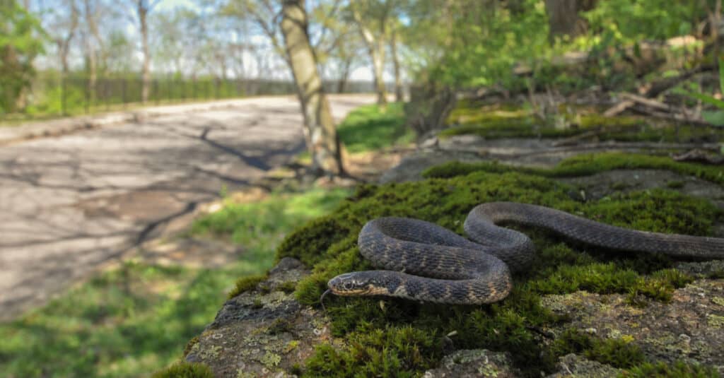 Le squame sul lato superiore del serpente di Kirtland sono carenate, conferendo una sensazione ruvida alla loro pelle.
