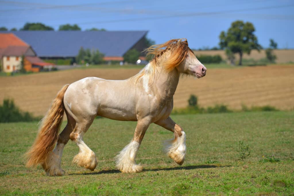 Irish Cob o Gypsy Horse in campo