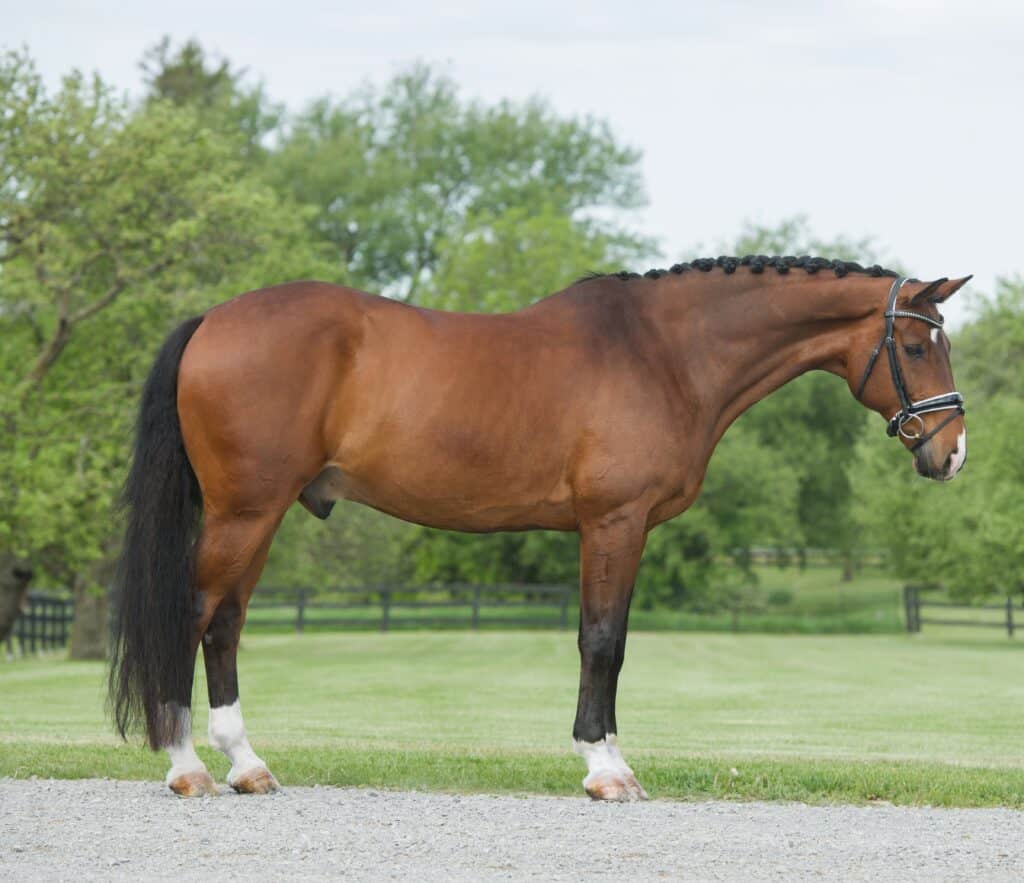 Cavallo di Hannover in campo