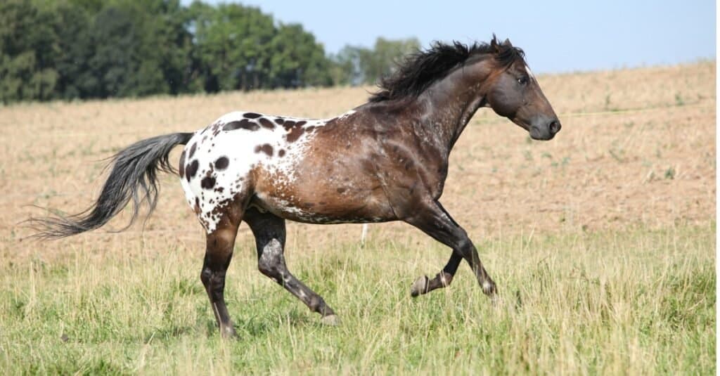 Appaloosa che corre attraverso il campo