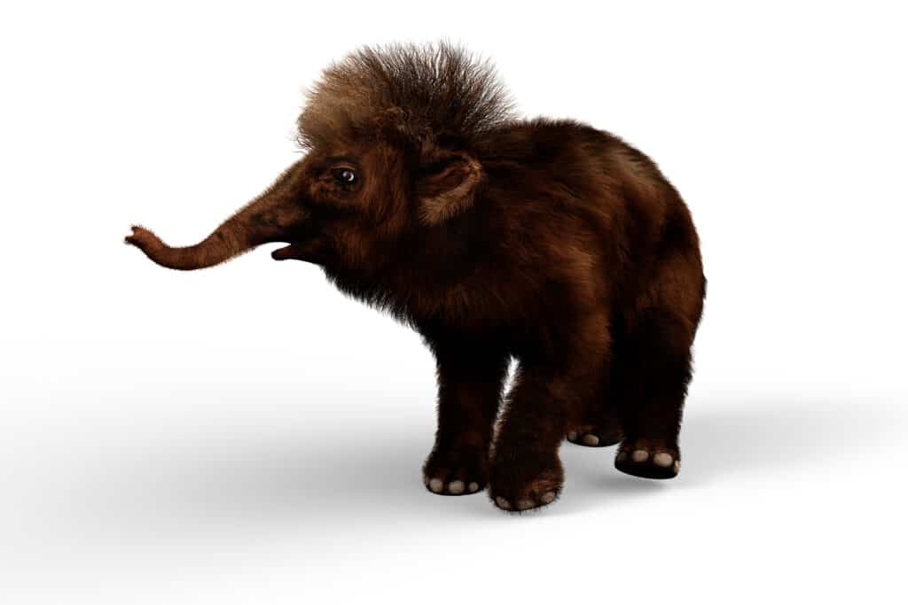 Bambino mammut lanoso in posa giocosa.