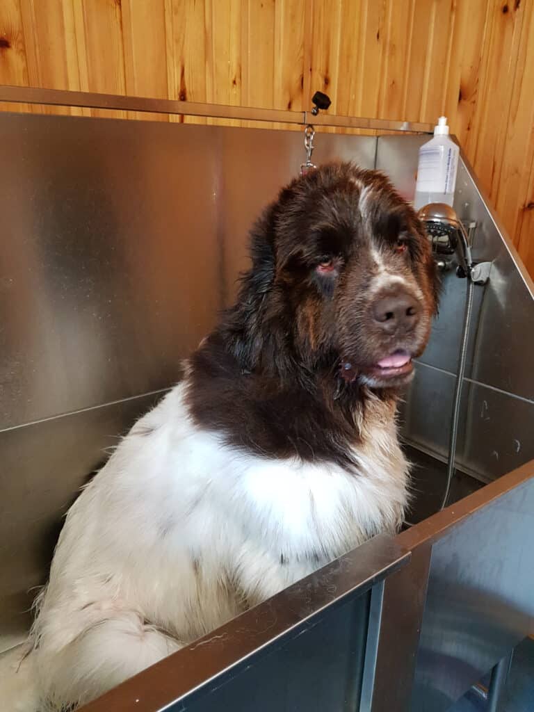 I cani di Terranova hanno bisogno di una toelettatura regolare.