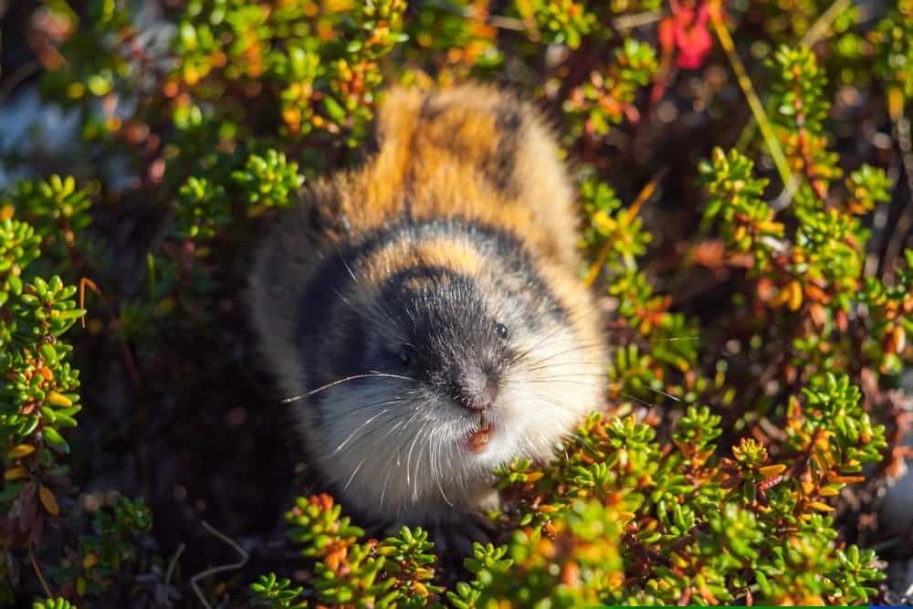 Lemming norvegese selvaggio seduto a guardarti.