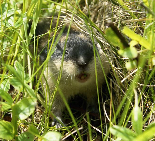 Lemming in una prateria