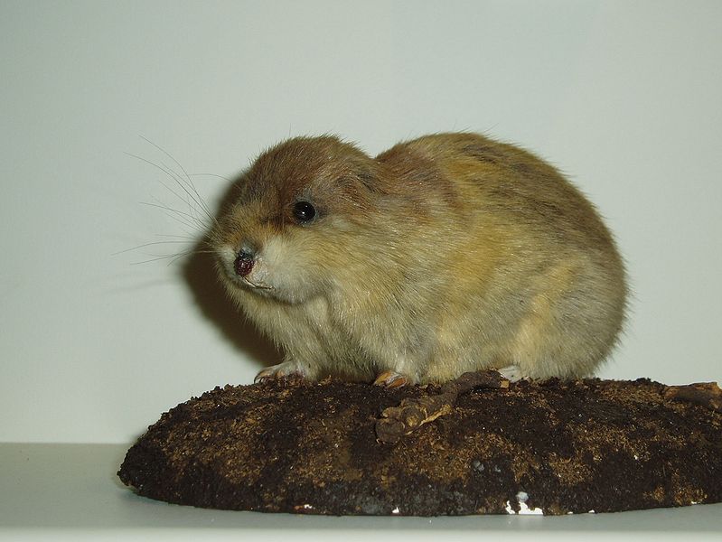 Lemming seduto su legno