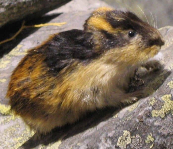 Lemming seduto su una roccia