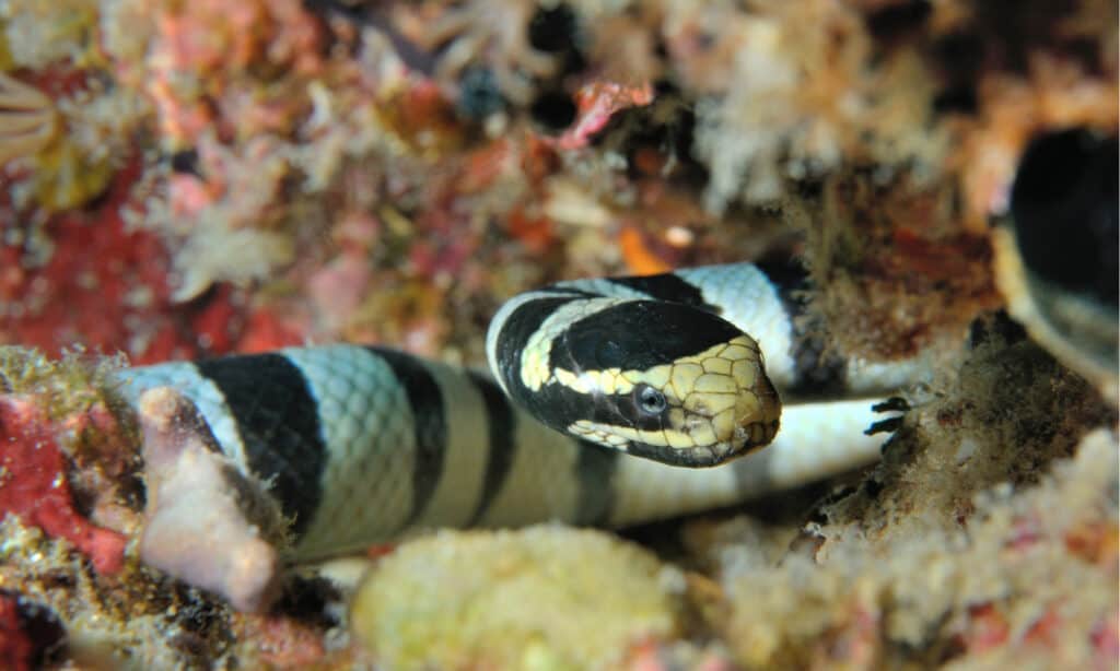 Serpente di mare in corallo, krait