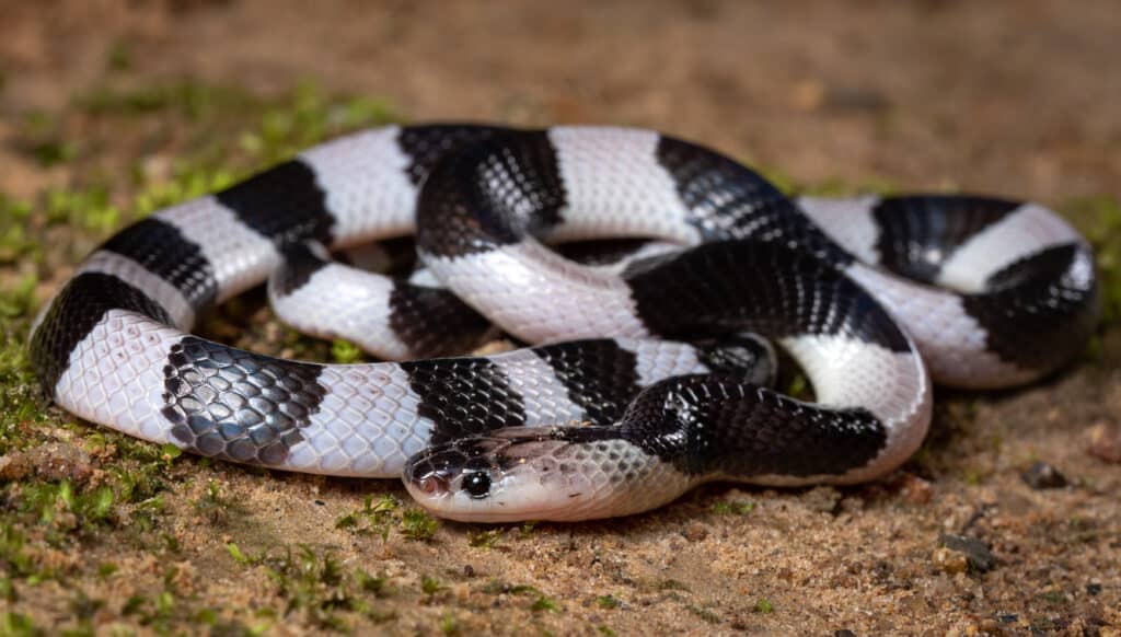 Krait malese