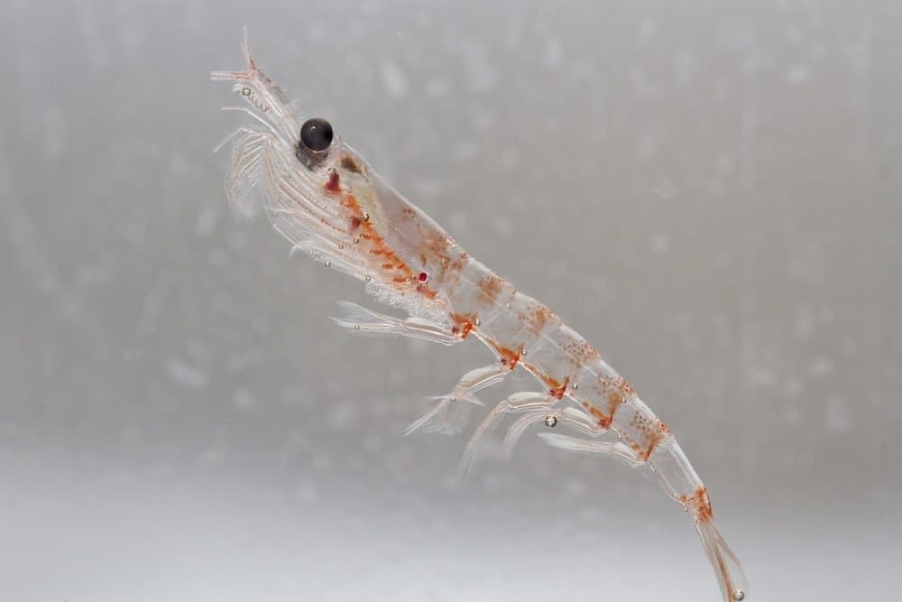 Krill antartico nella colonna d'acqua dell'Oceano Antartico al largo della costa della penisola antartica
