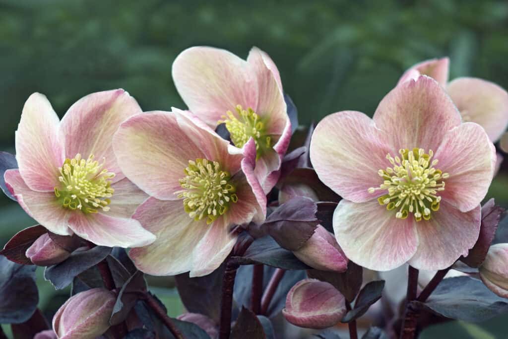 Fiore di rosa quaresimale