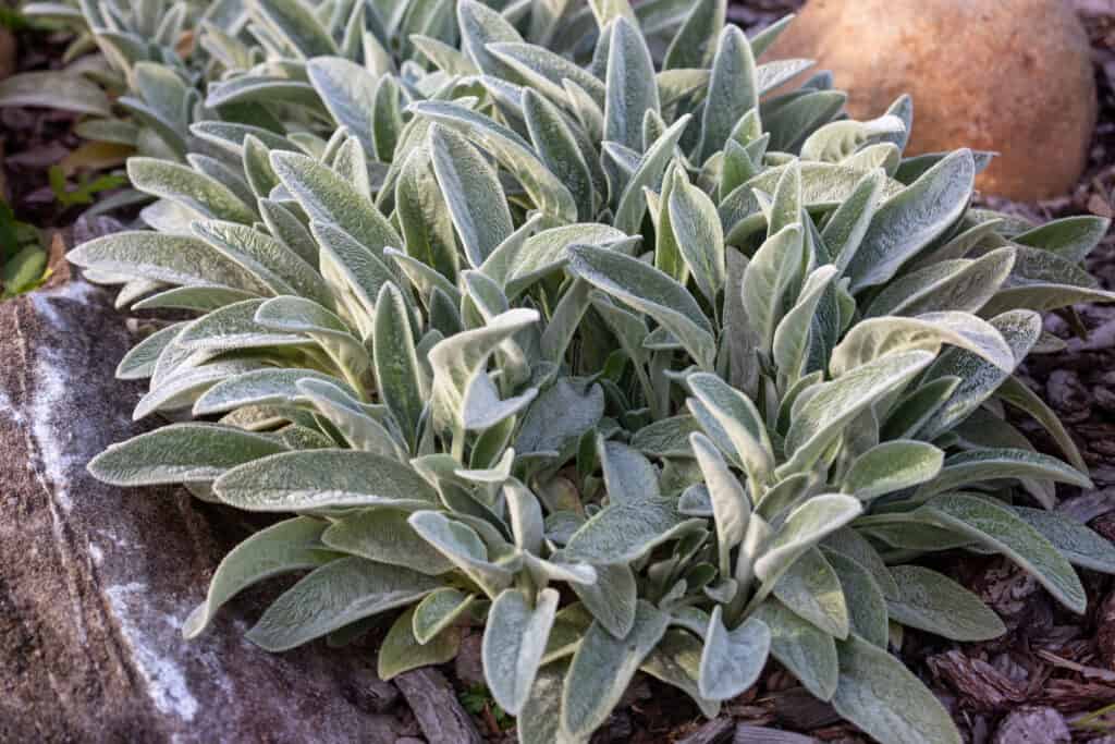 Stachys byzantina o spighe d'agnello