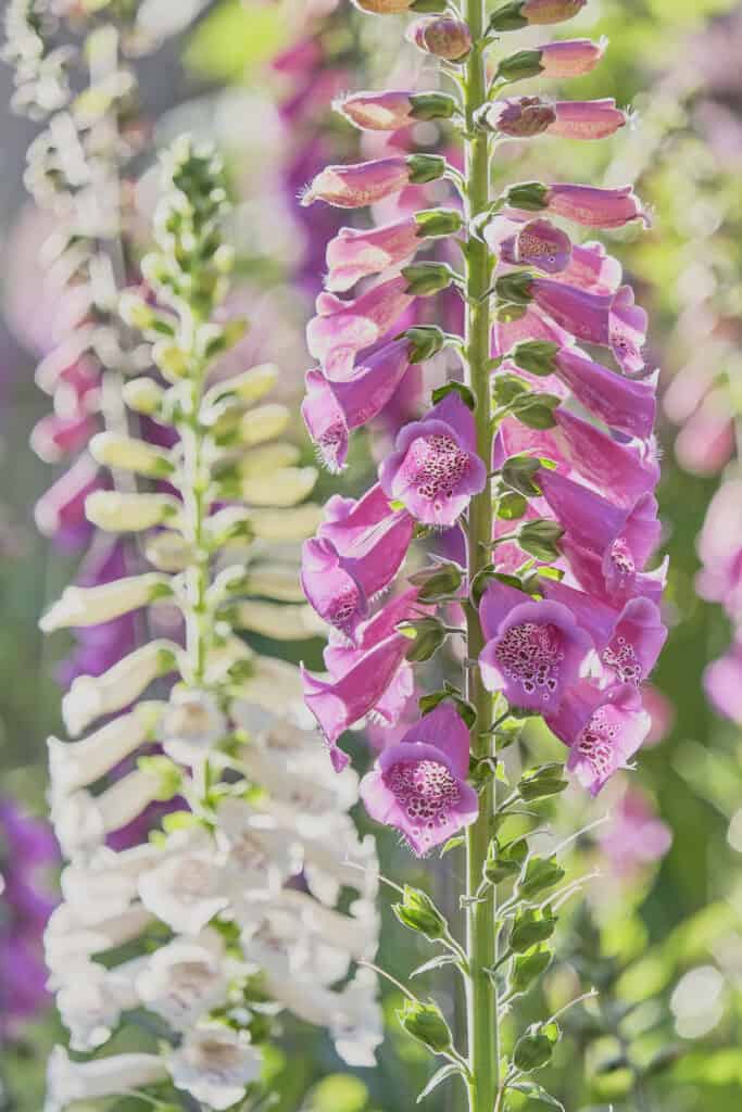 Piante di digitale rosa e bianche in un giardino cottage inglese