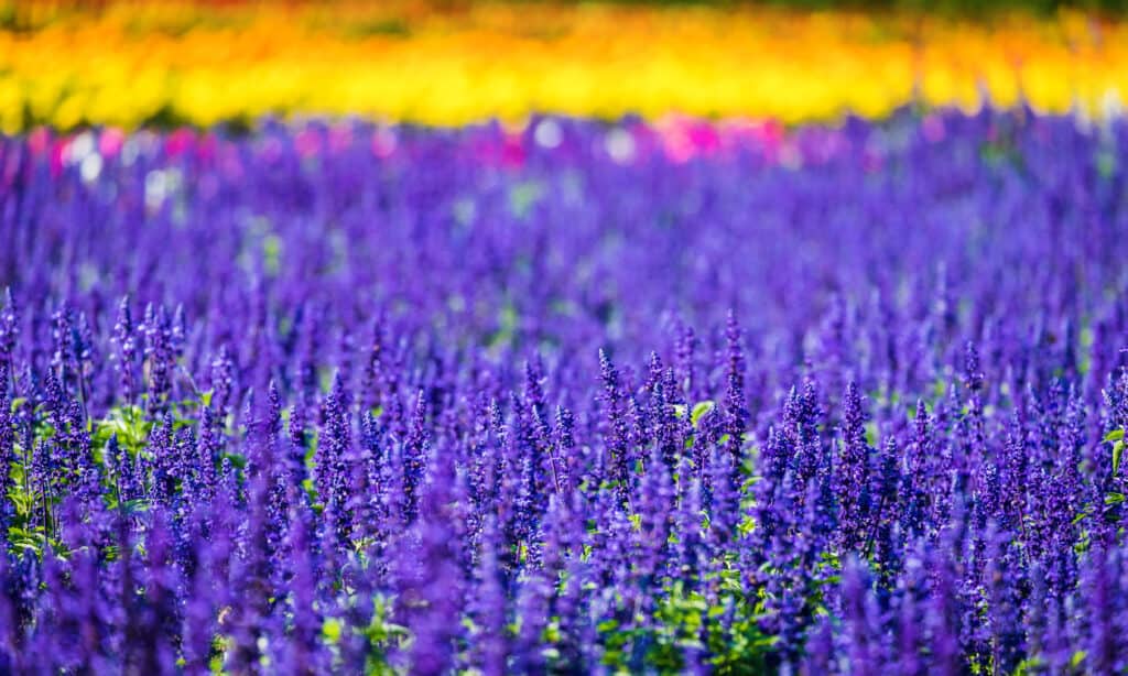 Campo di fiori di salvia cocciniglia viola intenso (Salvia farinacea). 