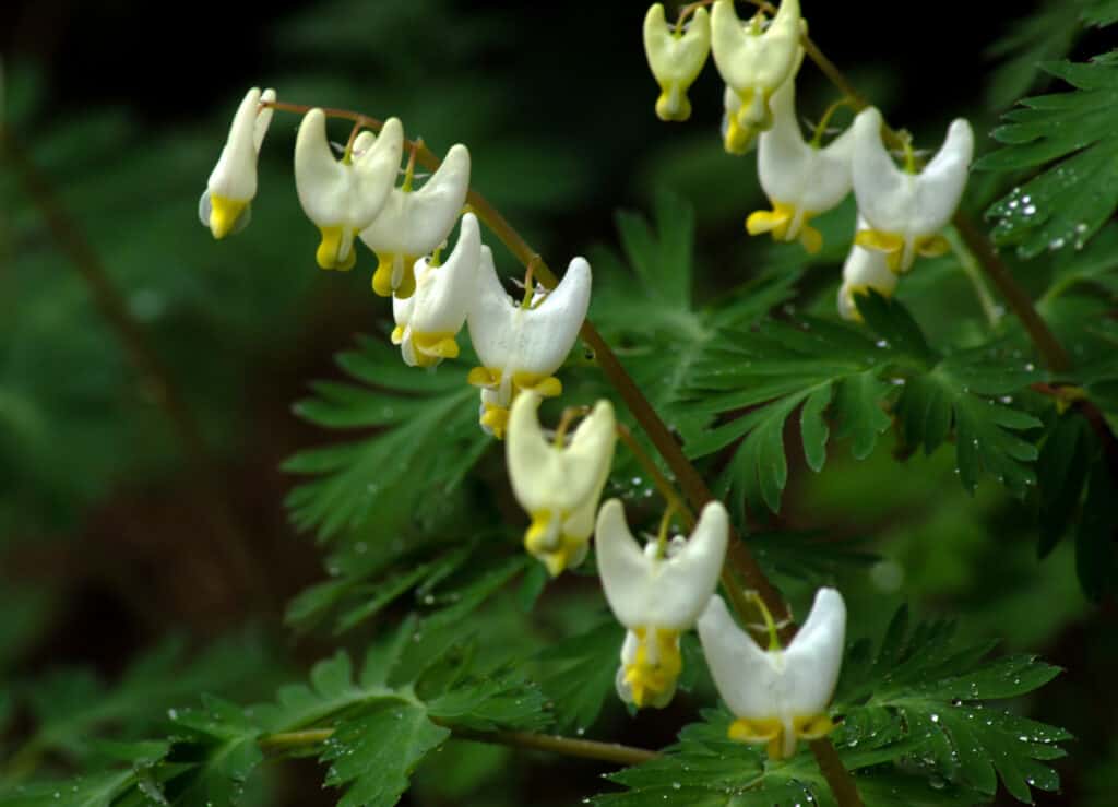 Fiori di calzoni dell'olandese