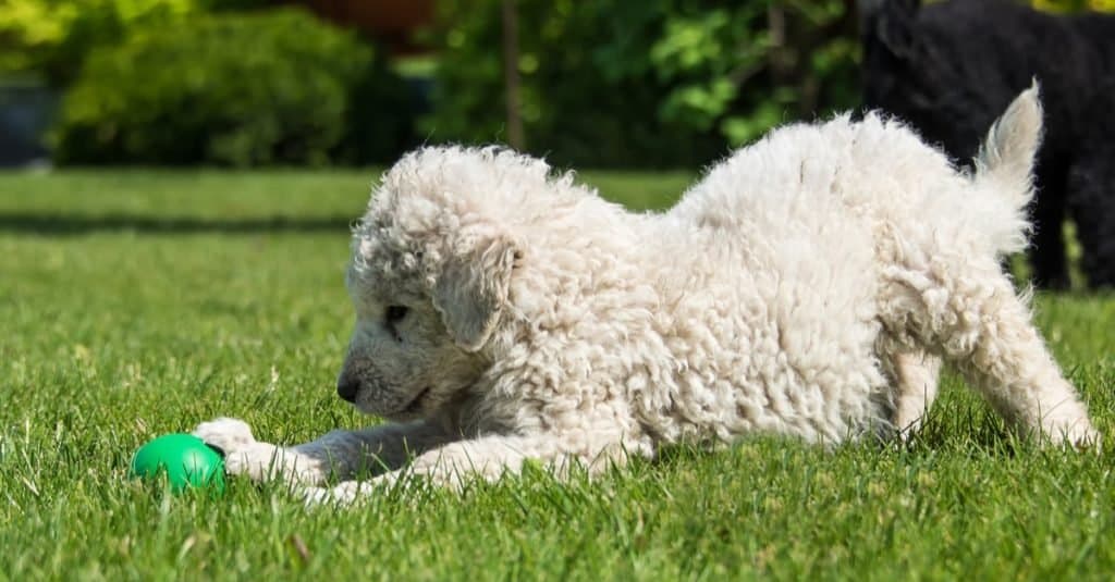 Cucciolo di Kuvasz ungherese molto giovane che gioca sul prato.