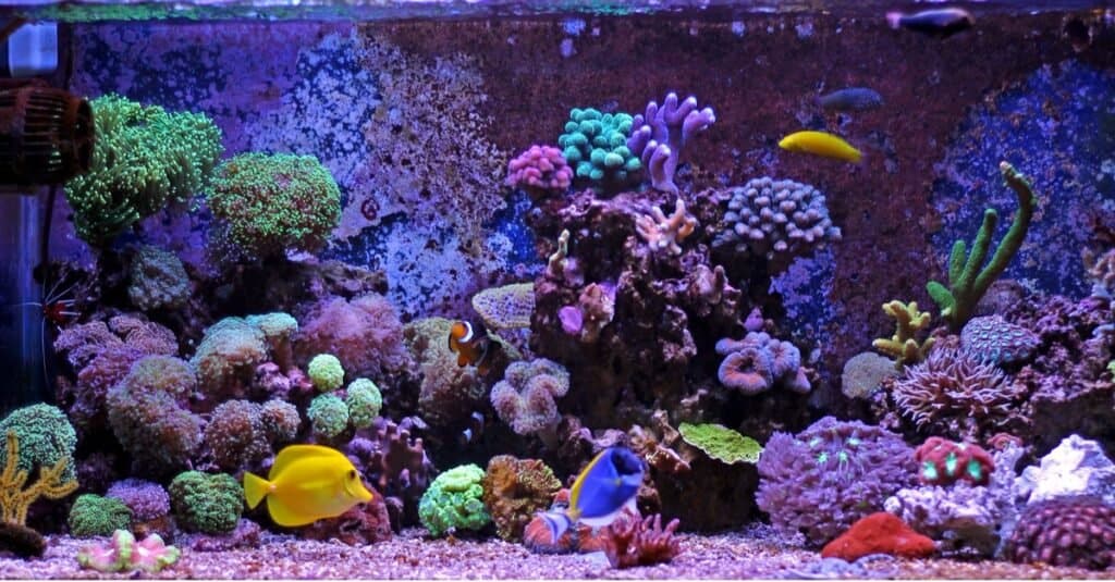 pesce da compagnia in vasca