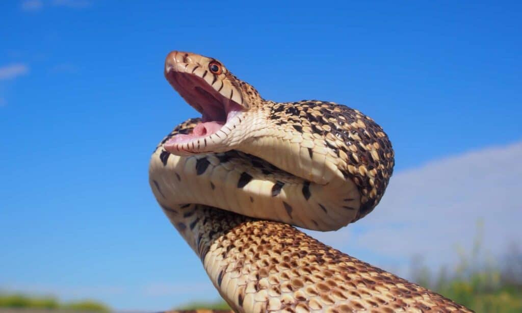 Bull Snake con mascelle aperte