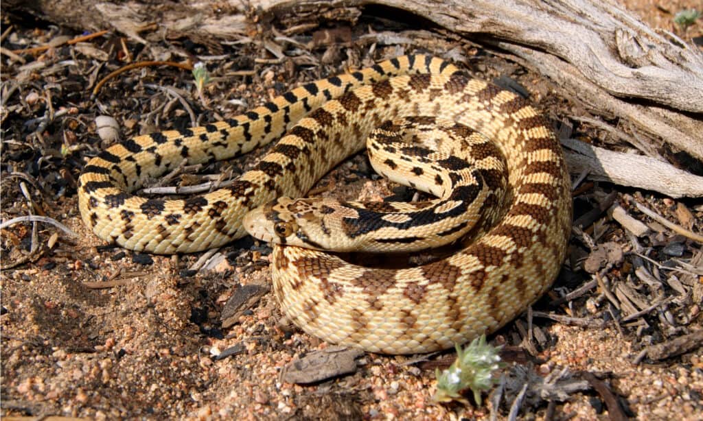serpente gopher