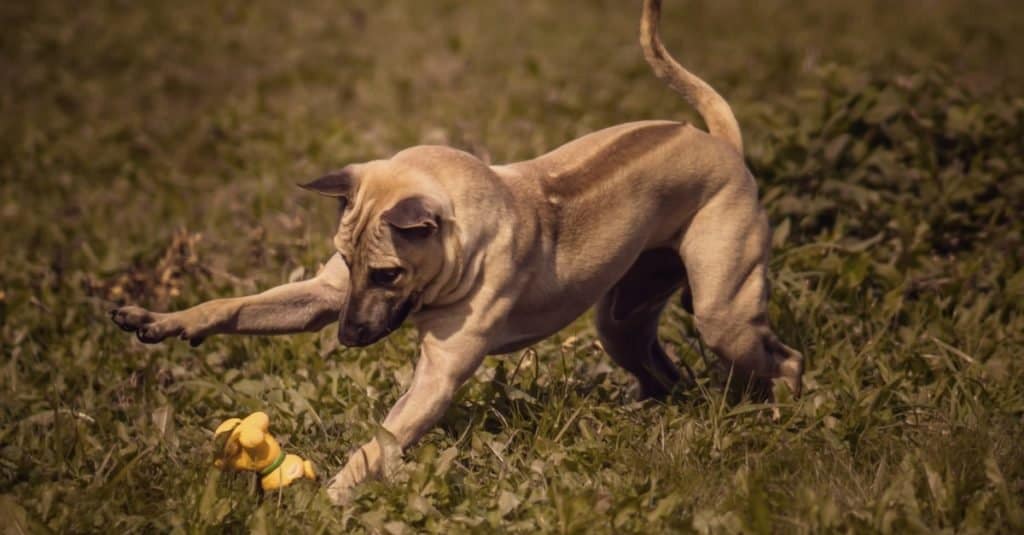 Thai Ridgeback che gioca con un giocattolo.