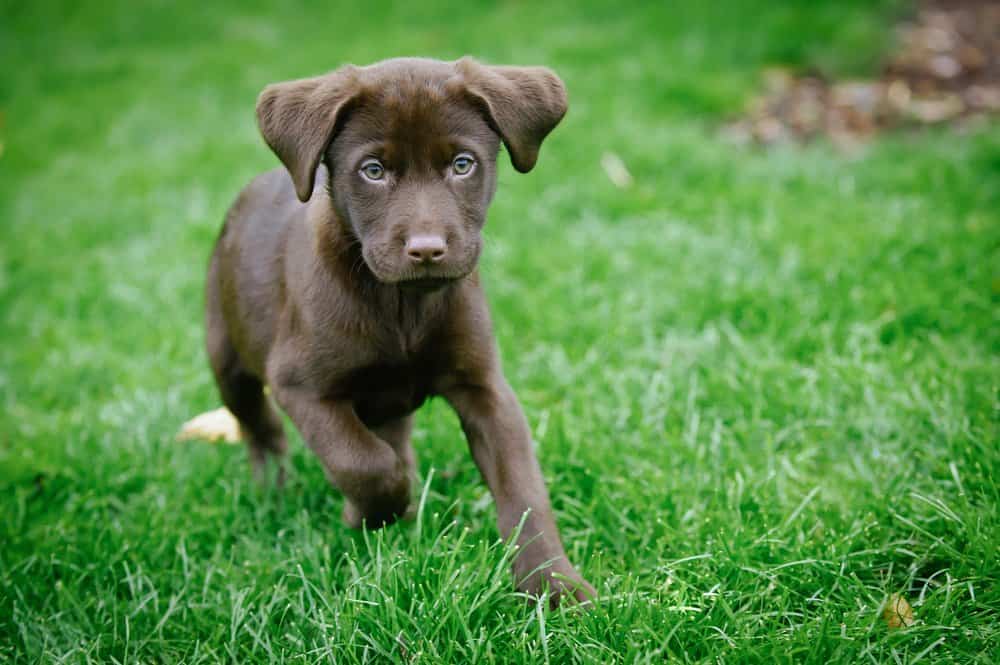 Labrador Retriever (Canis familiaris) - cucciolo di labrador marrone