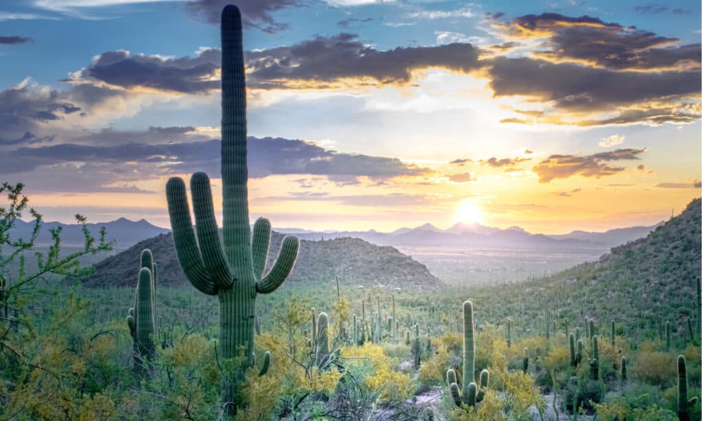 Parco Nazionale del Saguaro, - Cactus